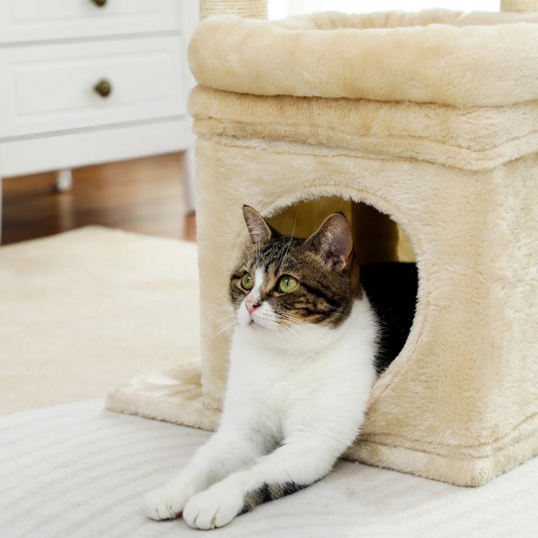arbre-a-chat-cachette