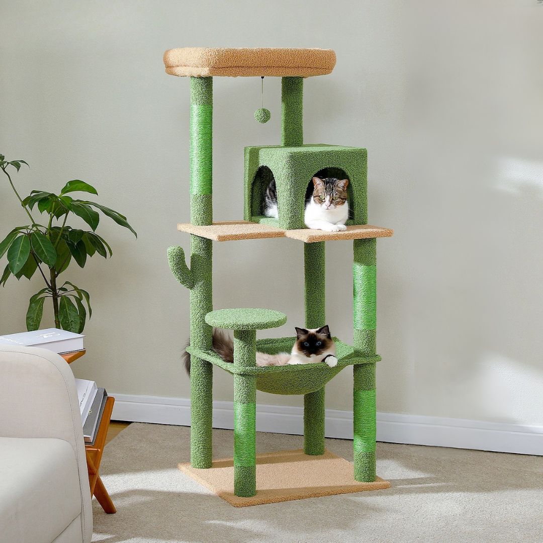 arbre-a-chat-cactus