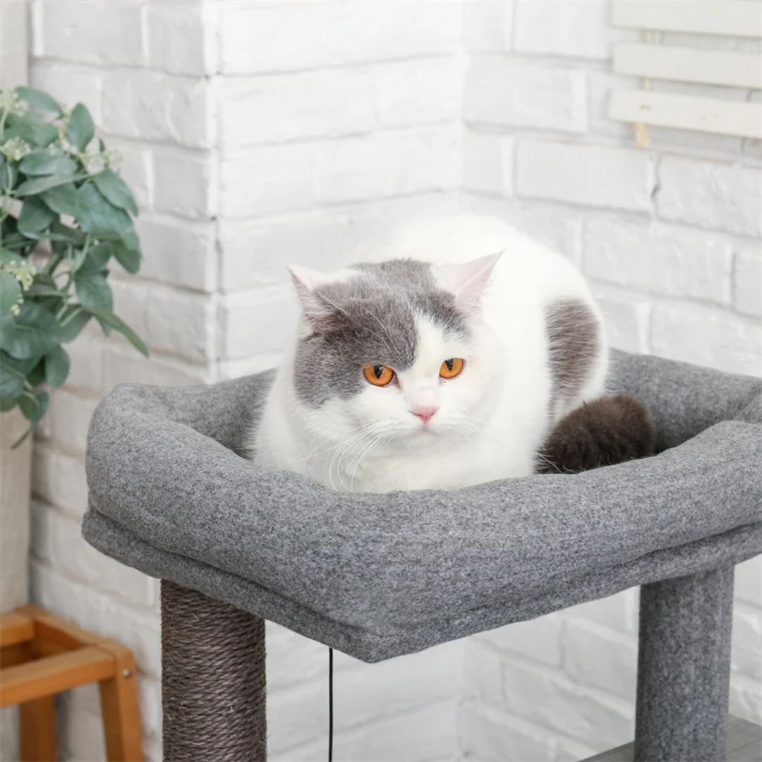 arbre-a-chat-observation