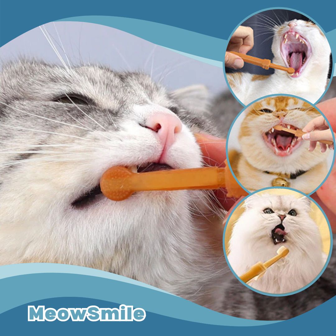 Brosse a dent chat | MeowSmile™