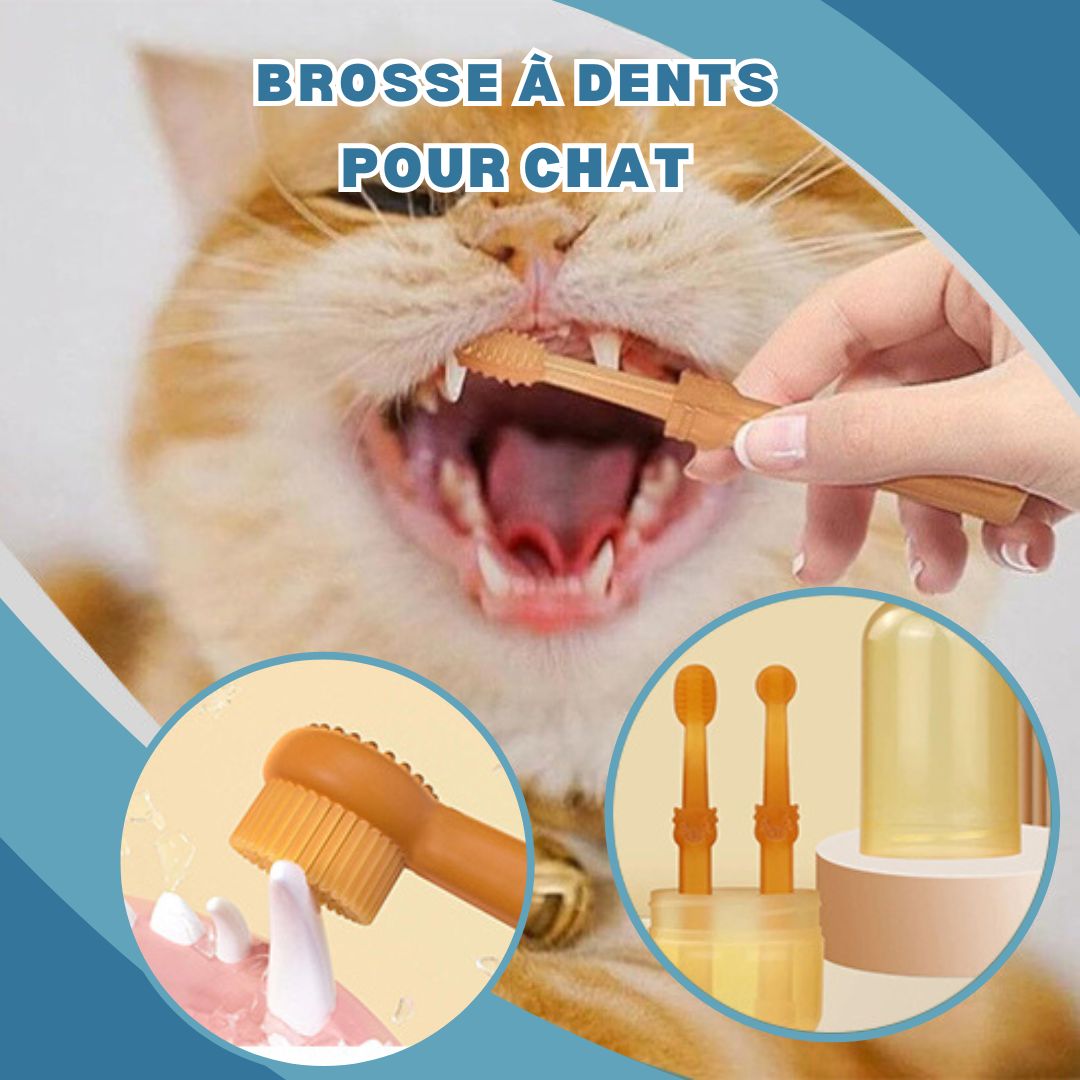 Brosse a dent chat | MeowSmile™