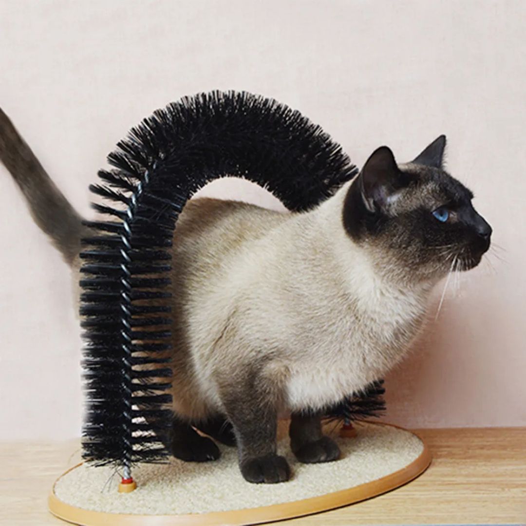 brosse-chat-siamois