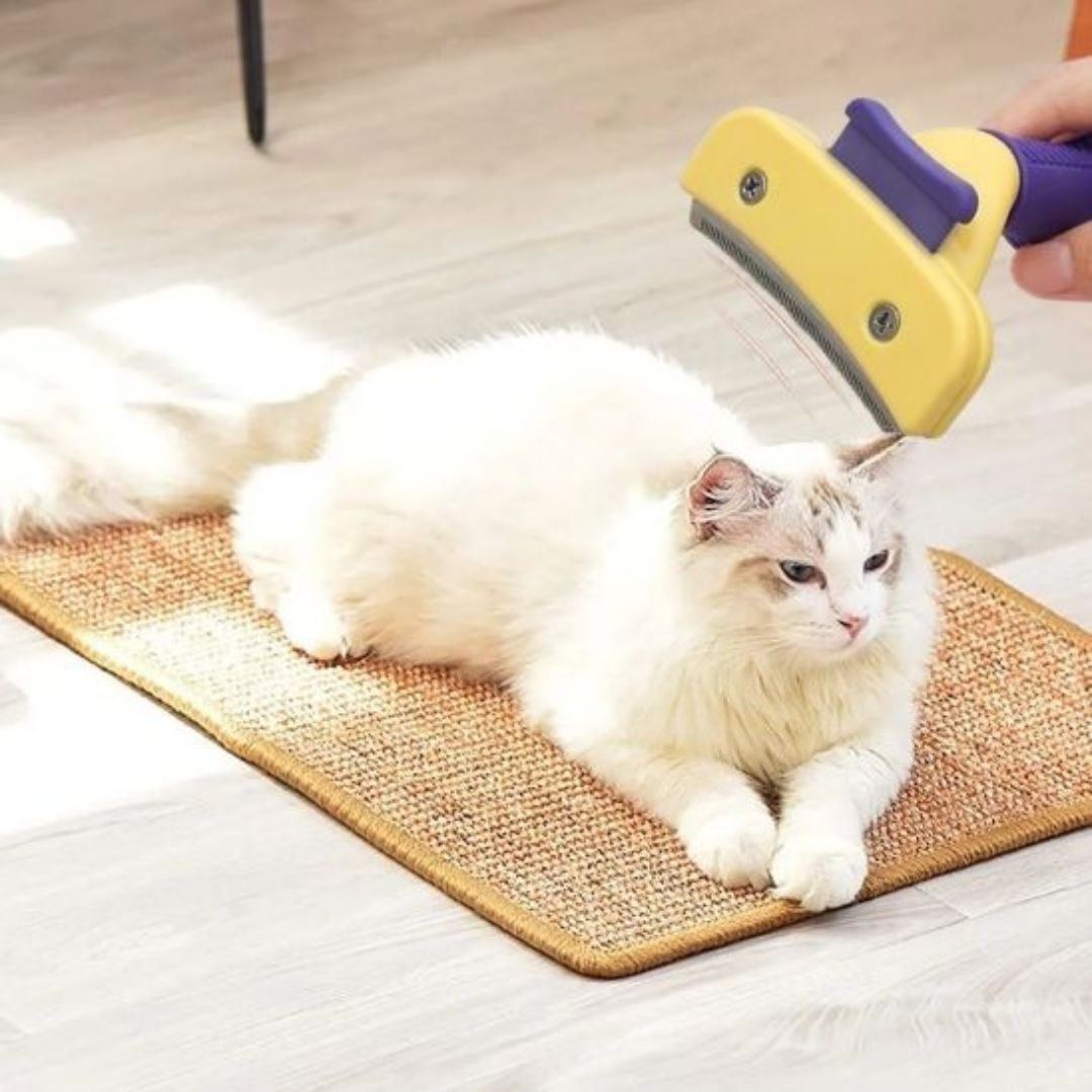 brosse-pour-chat-bonheur