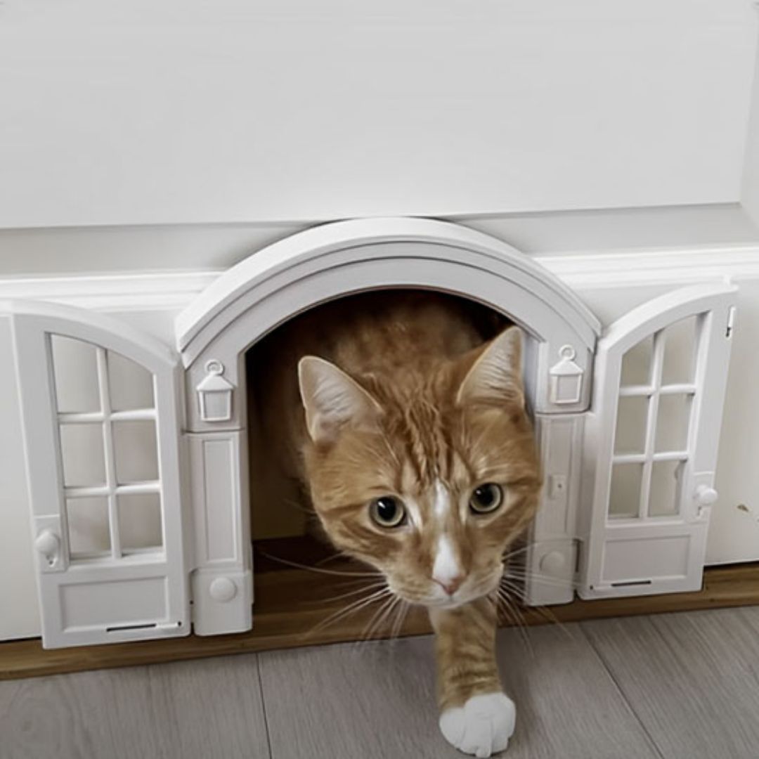 chatiere-pour-chat-curiosite