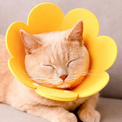 Collerette chat | Florabelle™