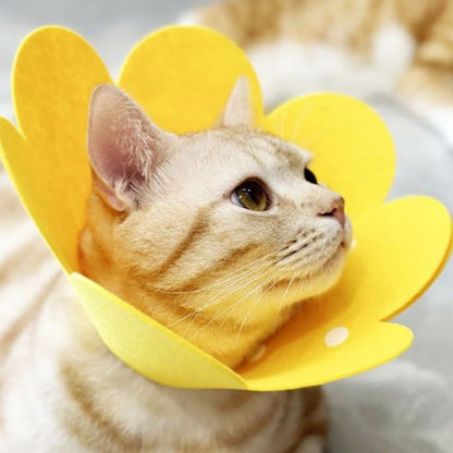 Collerette chat | Florabelle™