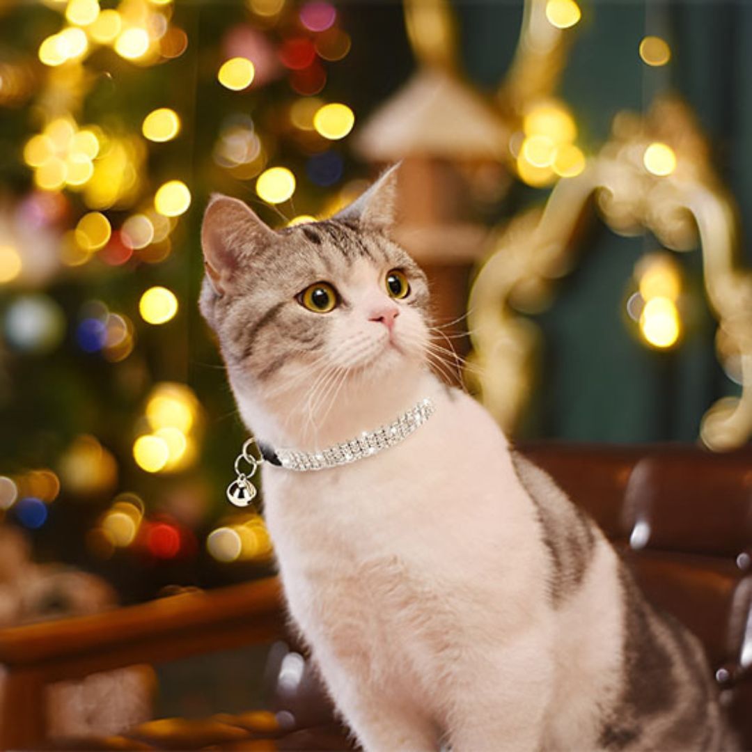 collier-chat-soiree