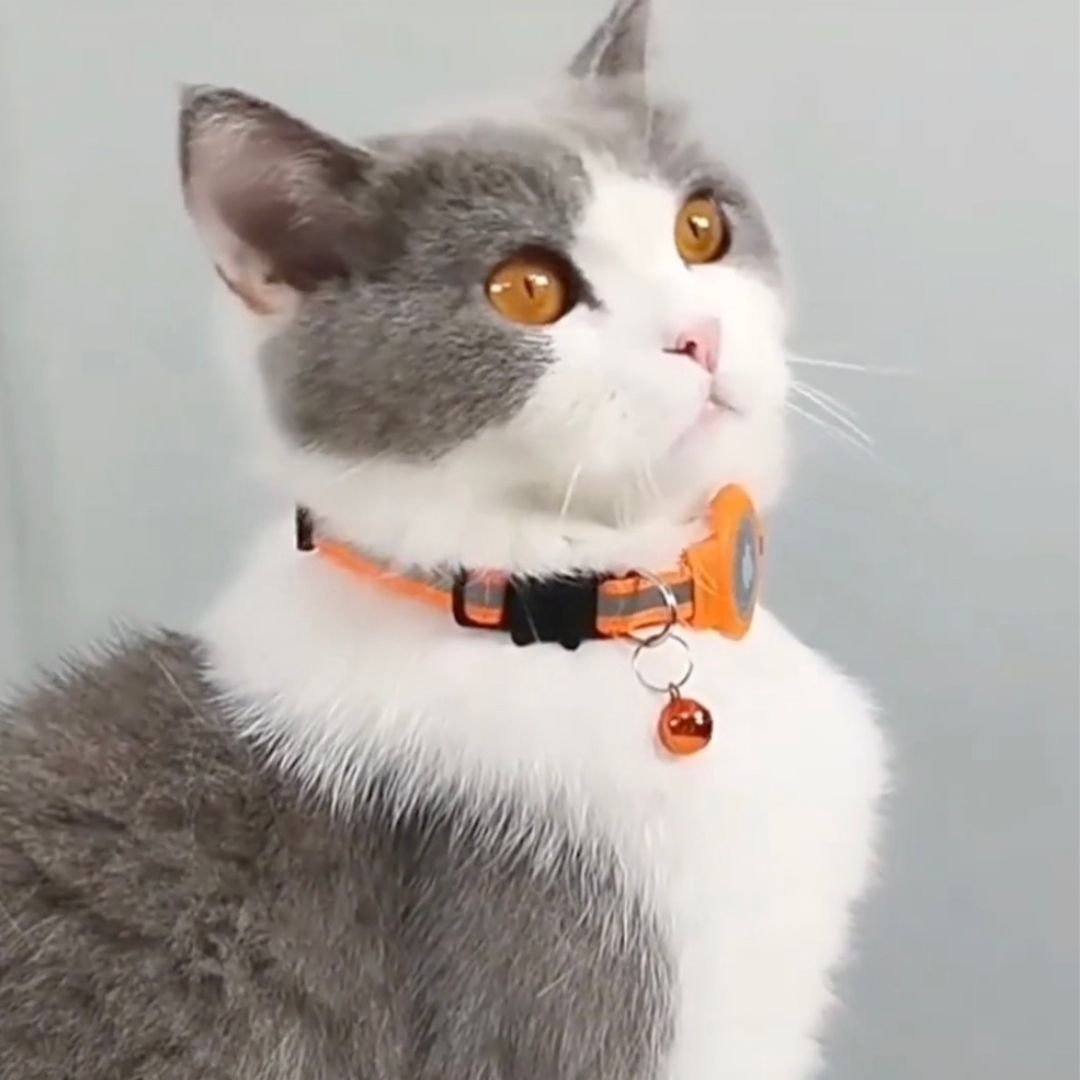 collier-pour-chat-gps-orange