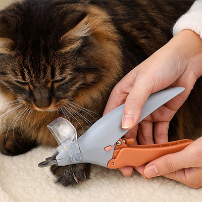 coupe-griffe-chat-patte