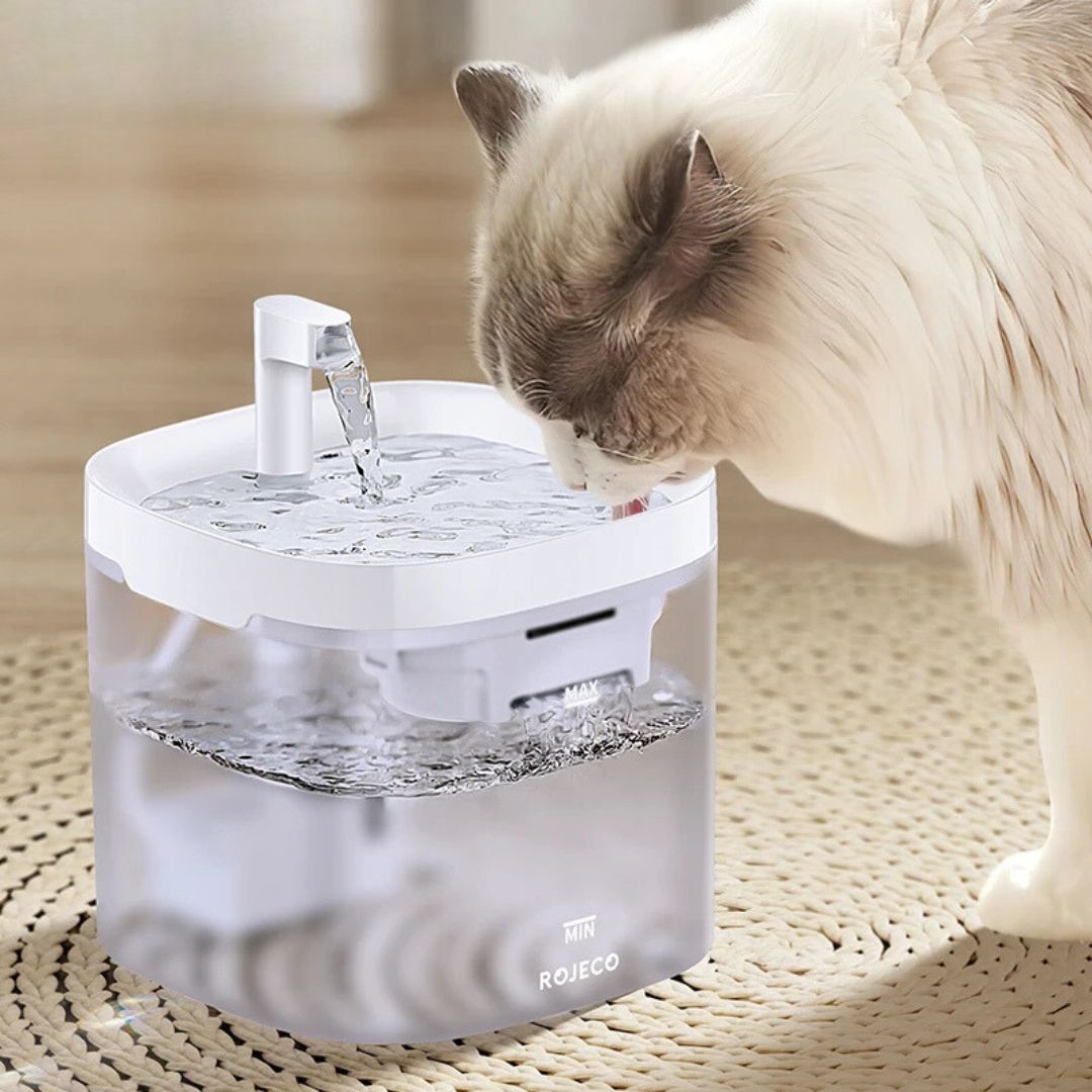 fontaine-a-eau-chat-blanche