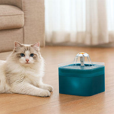 fontaine-a-eau-chat-couché