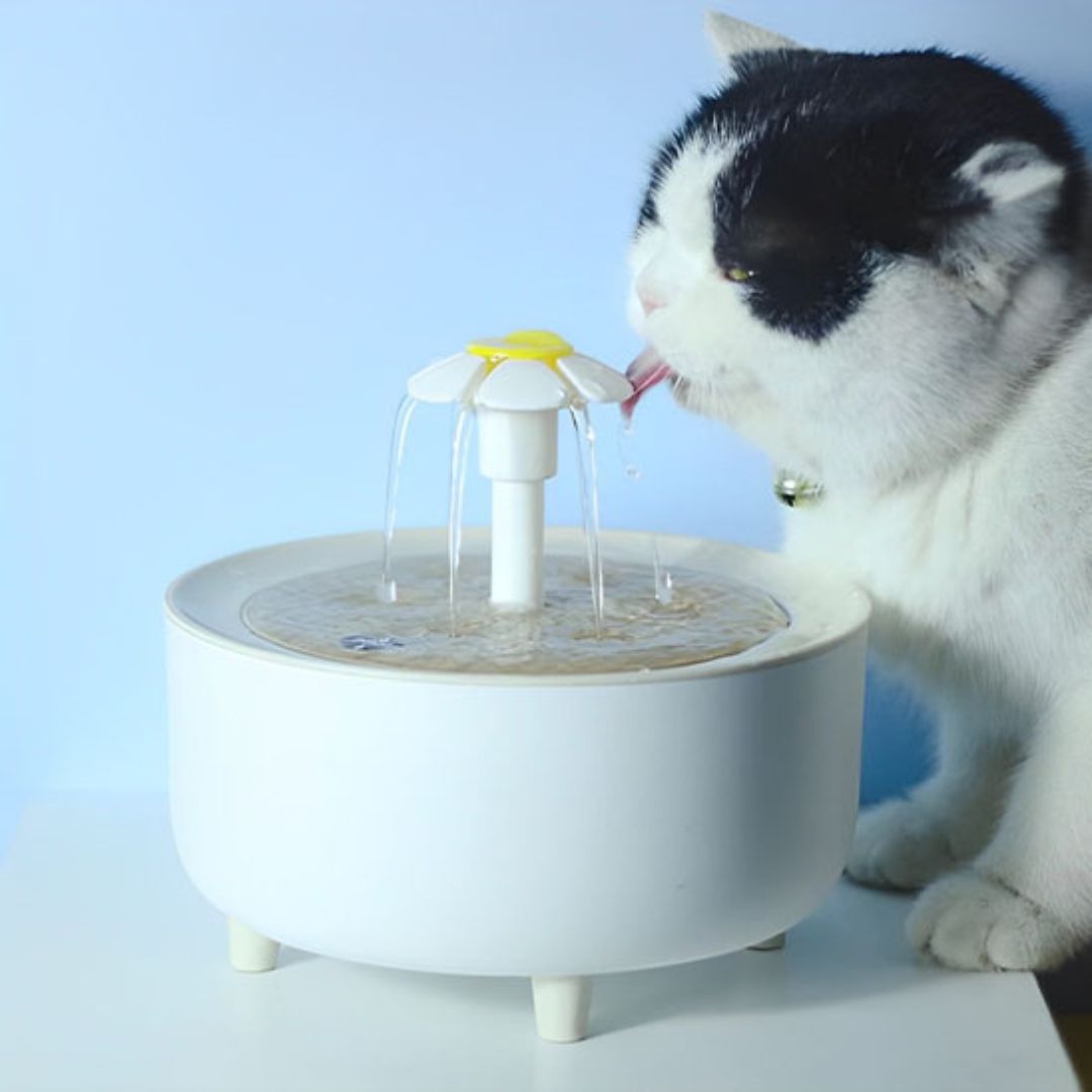 fontaine-a-eau-chat-hydratation