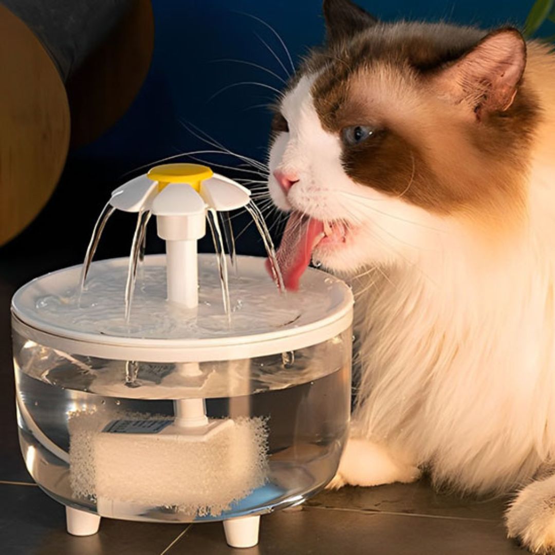 fontaine-a-eau-chat-transparent