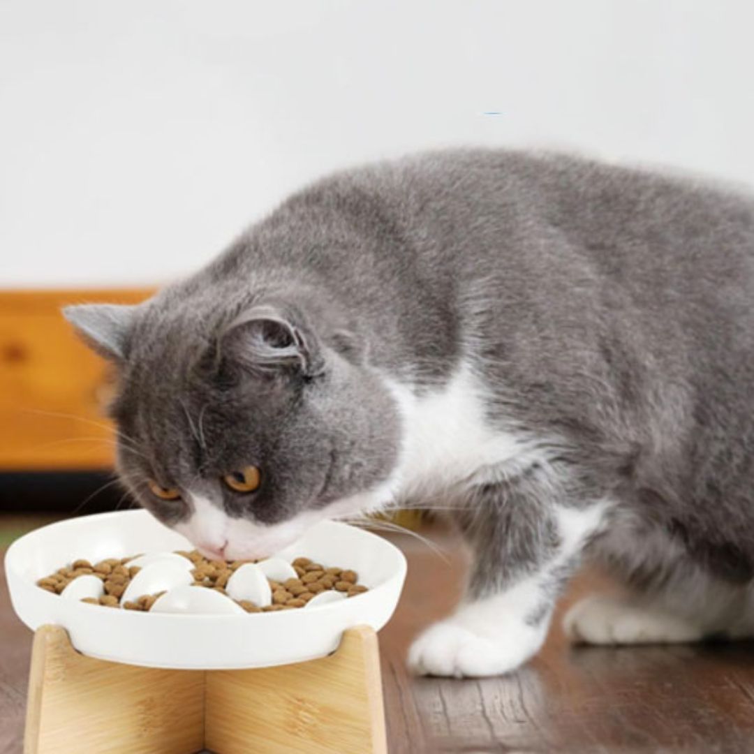 gamelle-anti-glouton-chat-alimentation