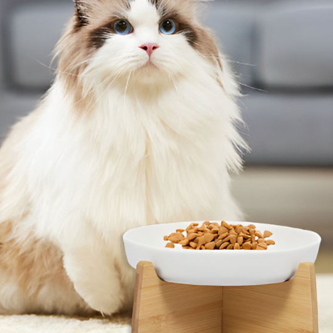 gamelle-anti-glouton-chat-elegante