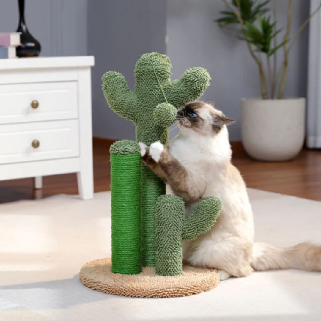 griffoir-chat-attirant