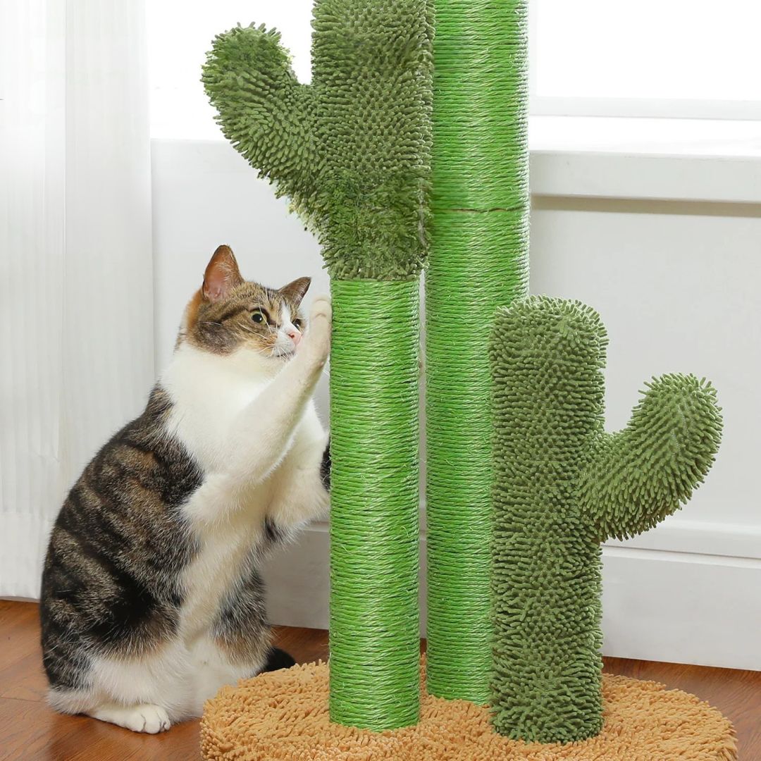 griffoir-chat-cactus