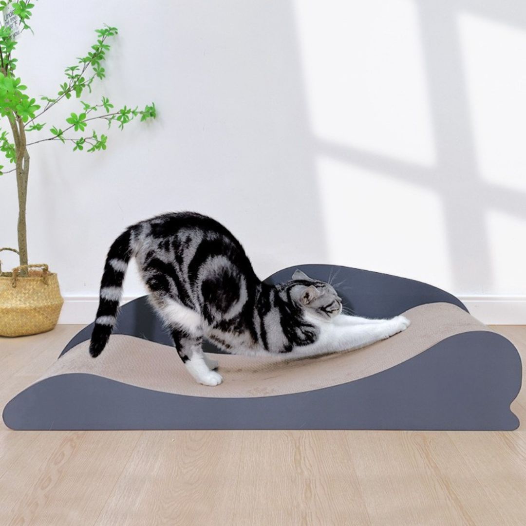 griffoir-chat-etirement
