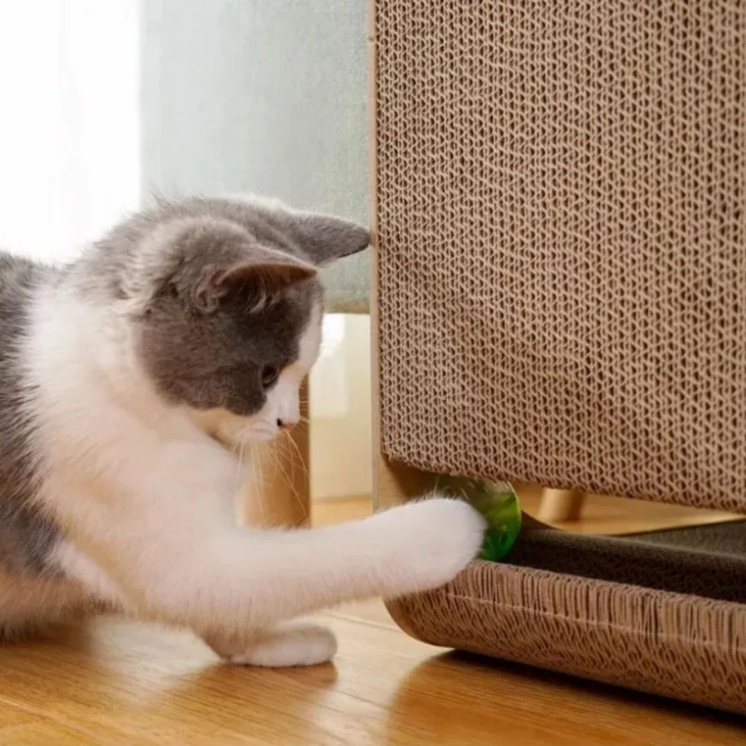 griffoir-chat-patte