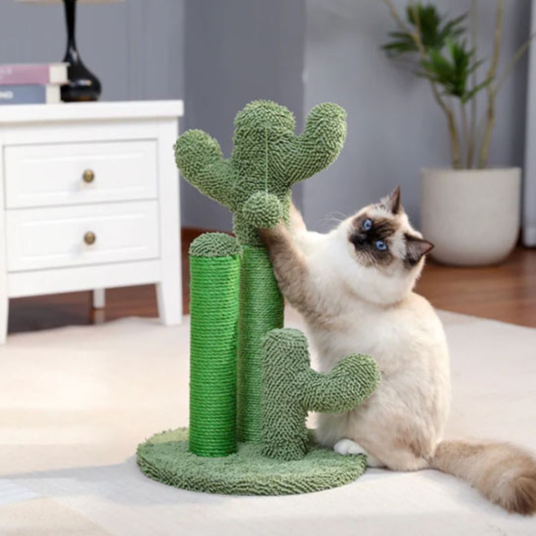griffoir-chat-petit