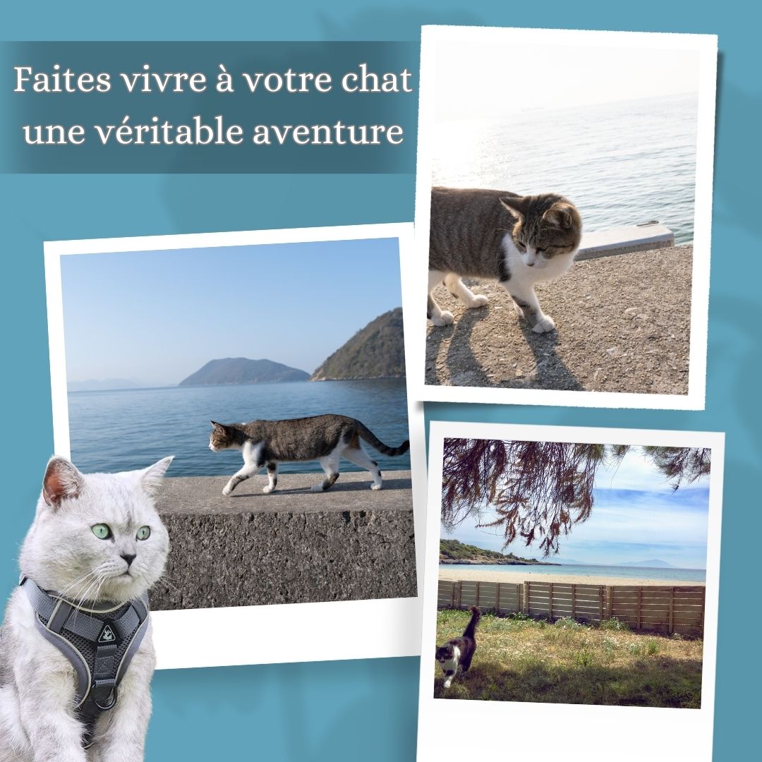 harnais-chat-aventure