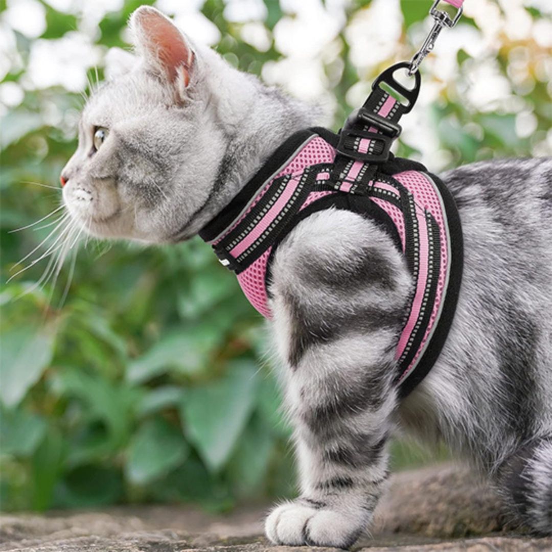 harnais-chat-balade