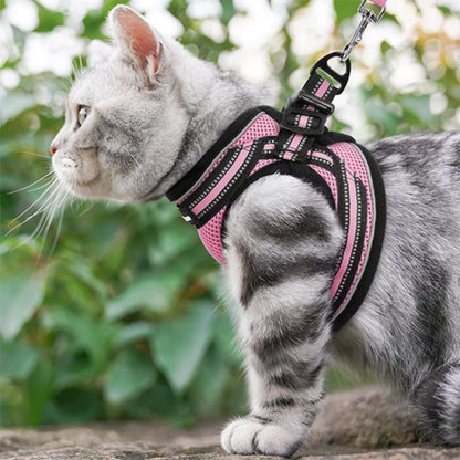 harnais-chat-balade