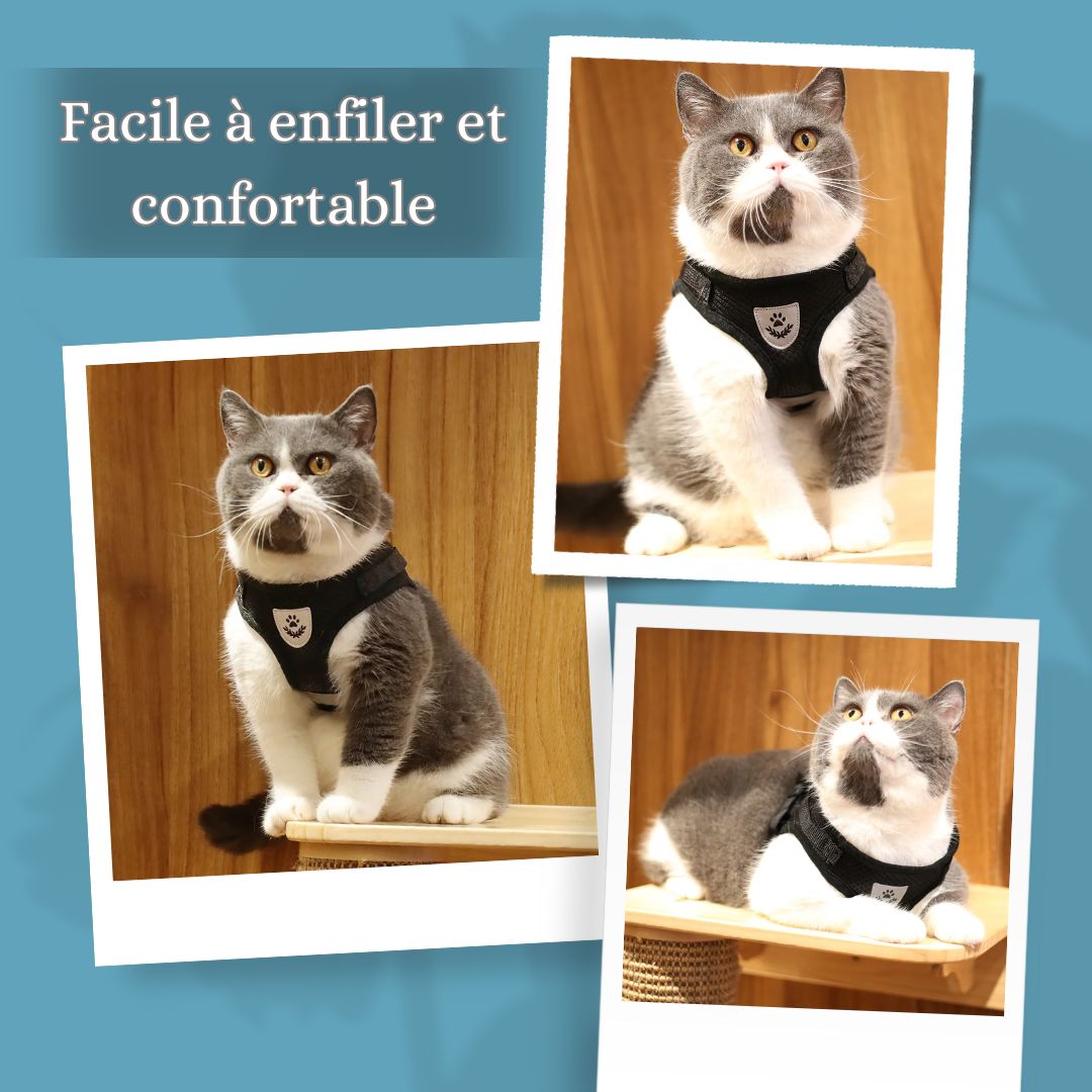 harnais-chat-confort