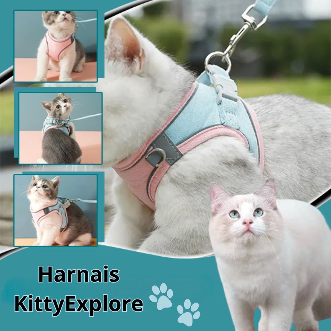 Harnais chat | KittyExplore™