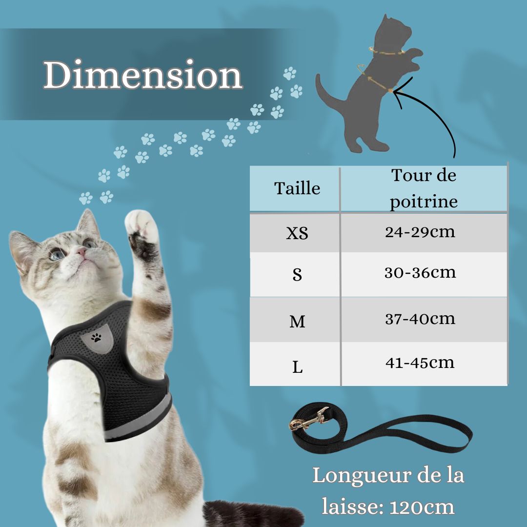 harnais-chat-dimension