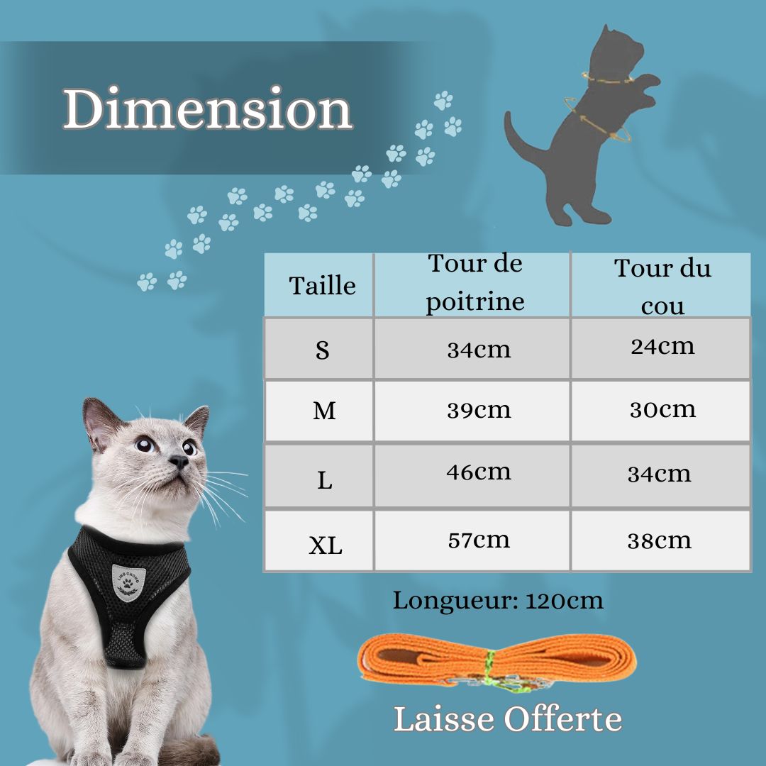 harnais-chat-dimension