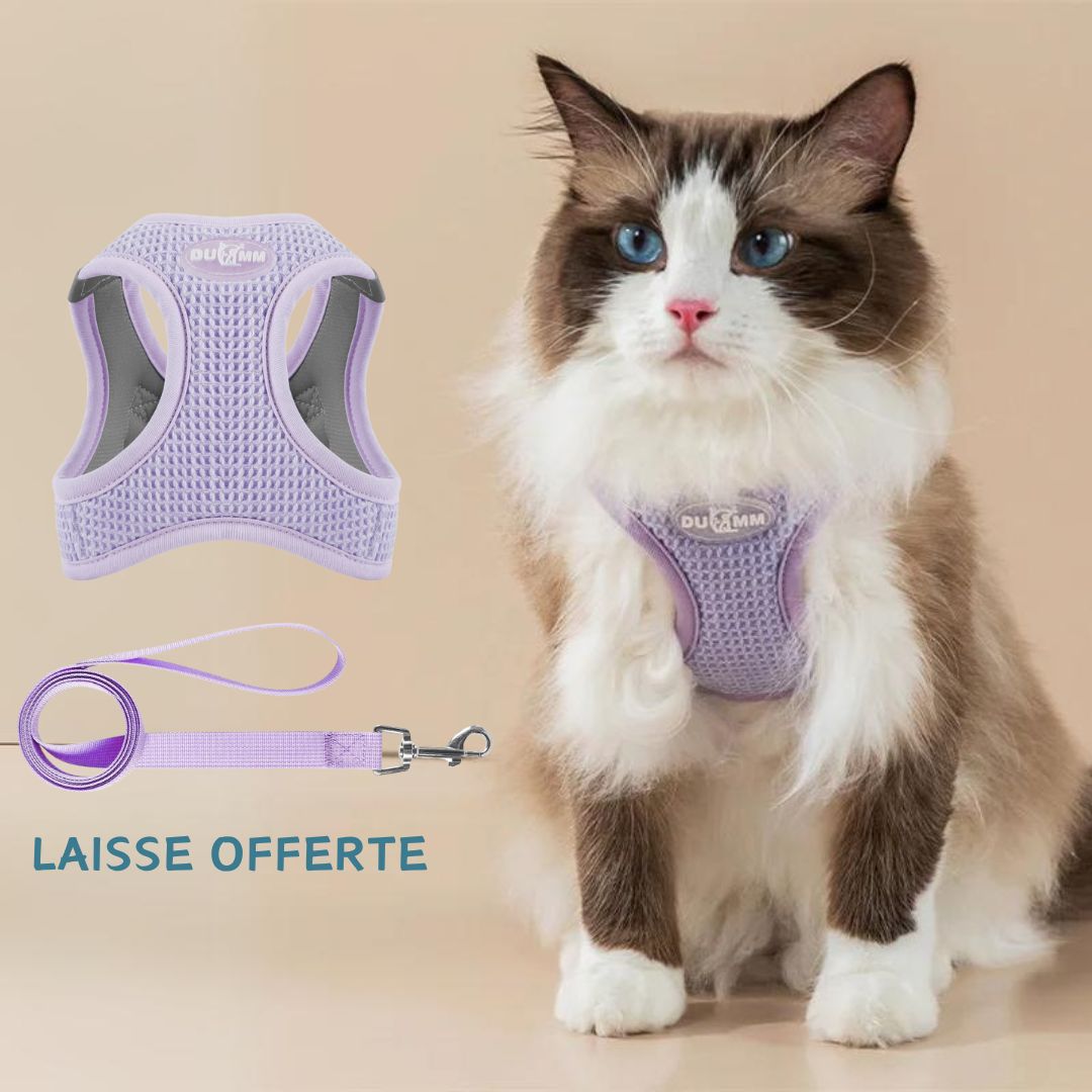 harnais-chat-mauve