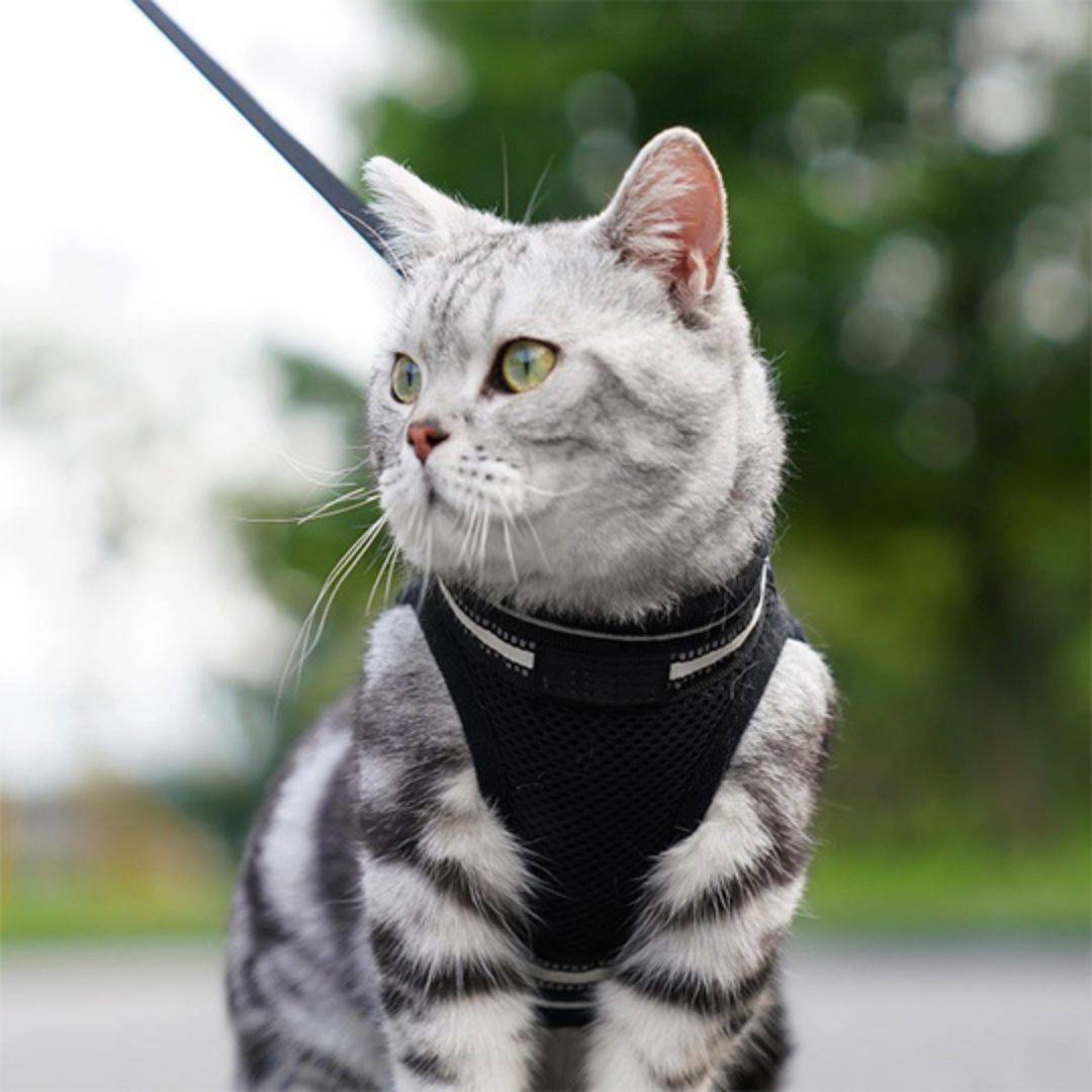 harnais-chat-noir