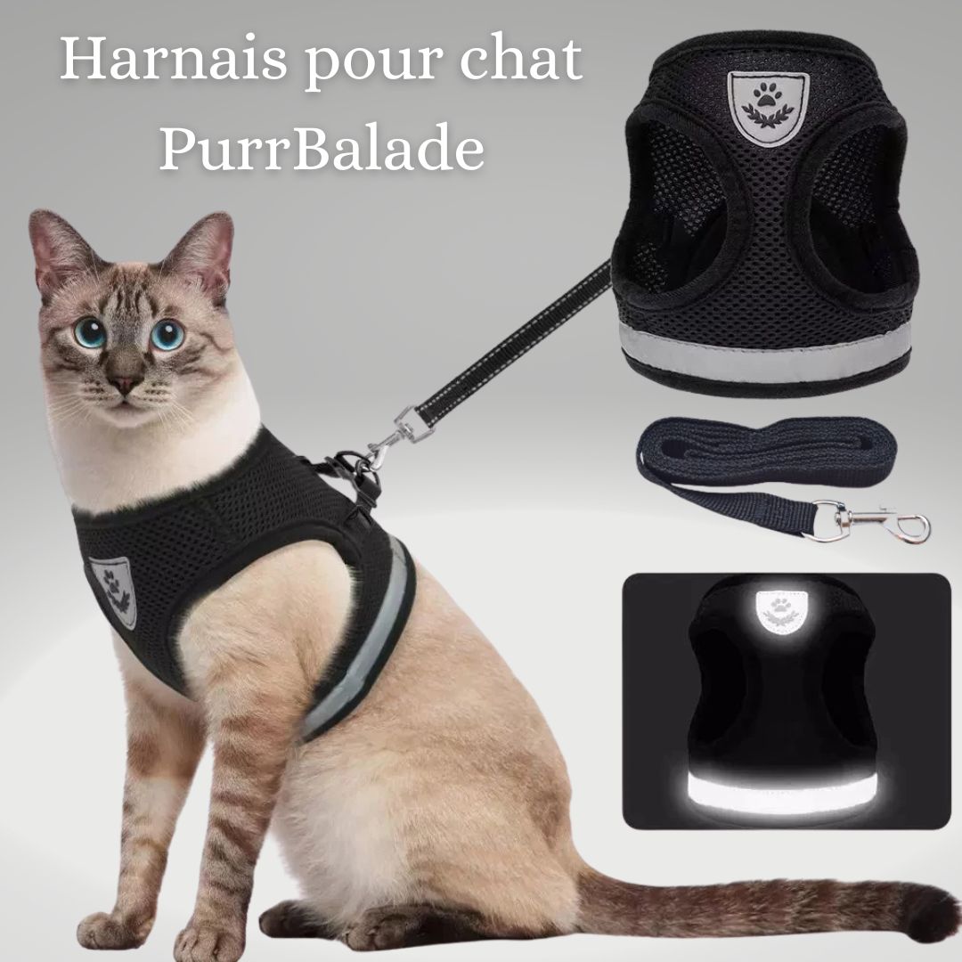 harnais-chat-purr-balade