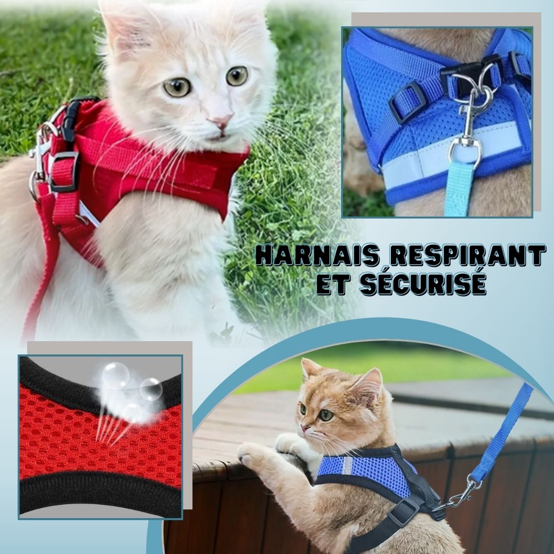 harnais-chat-respirant