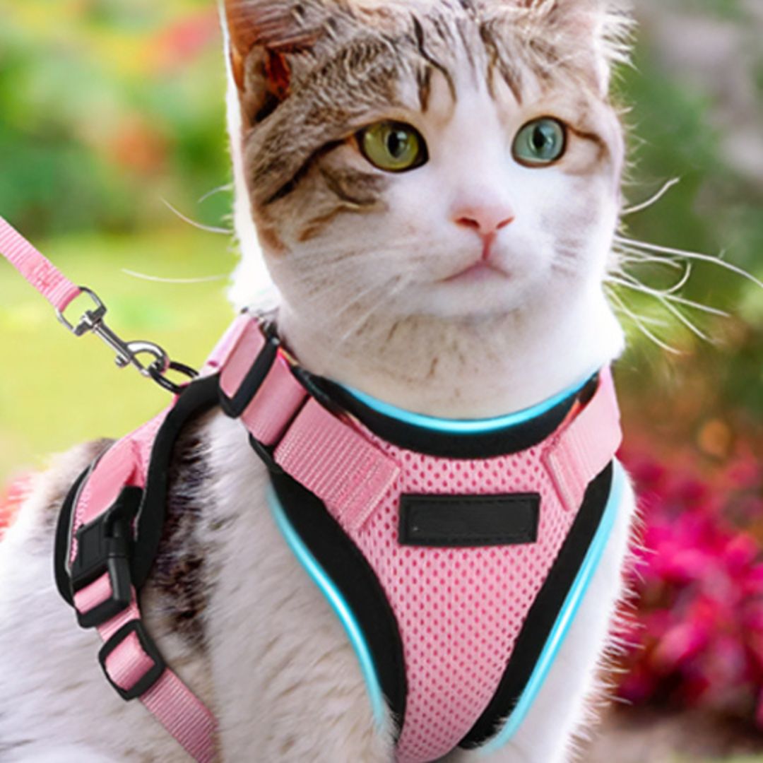harnais-chat-roses