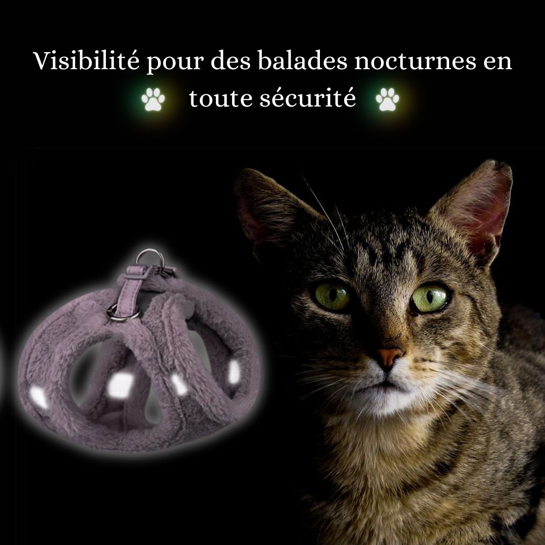 harnais-chat-visibilité