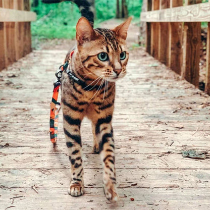 harnais-pour-chat-balade