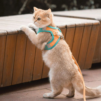 harnais-pour-chat-debout