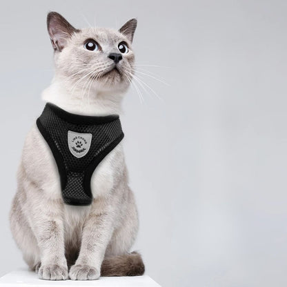 harnais-pour-chat-noir