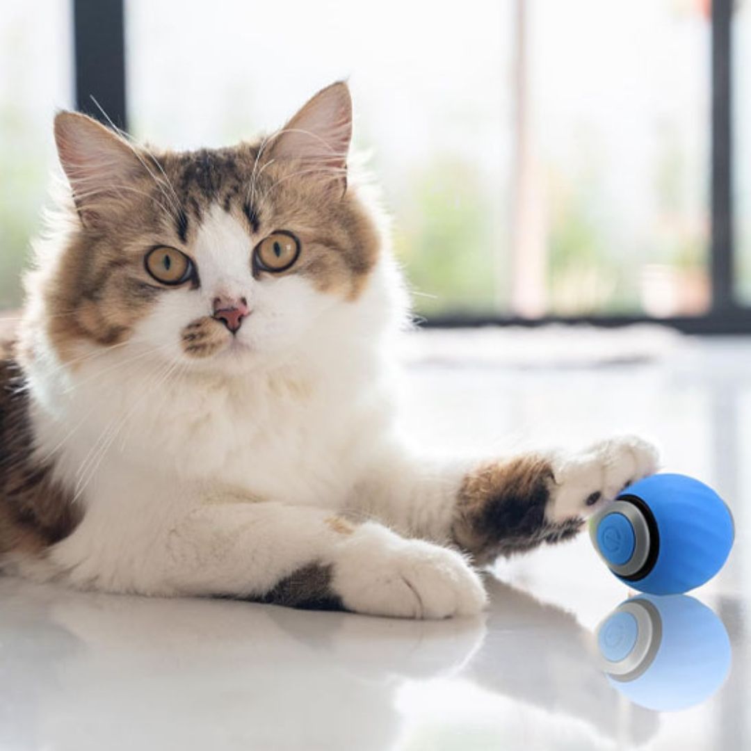 jouet-chat-balle-bleue