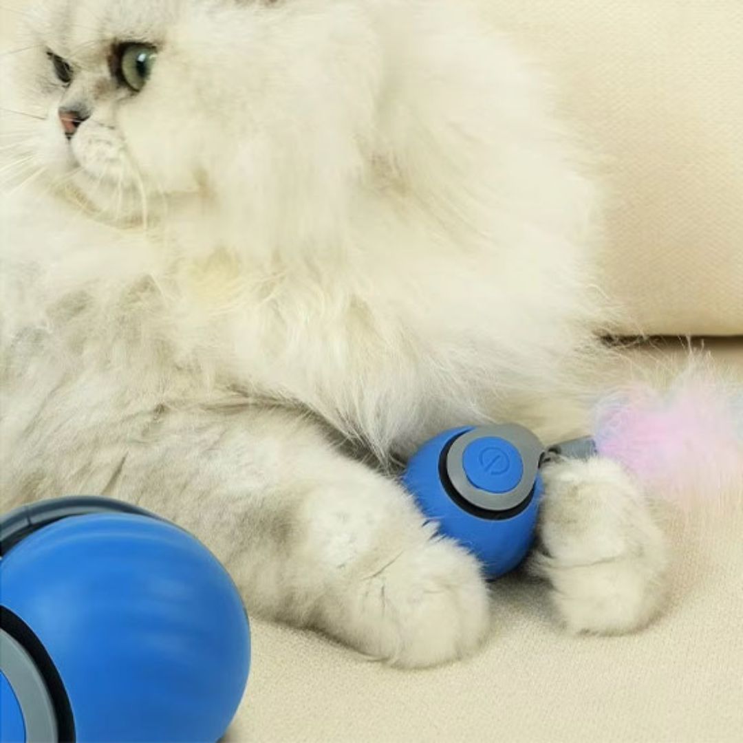 jouet-chat-balle-plume