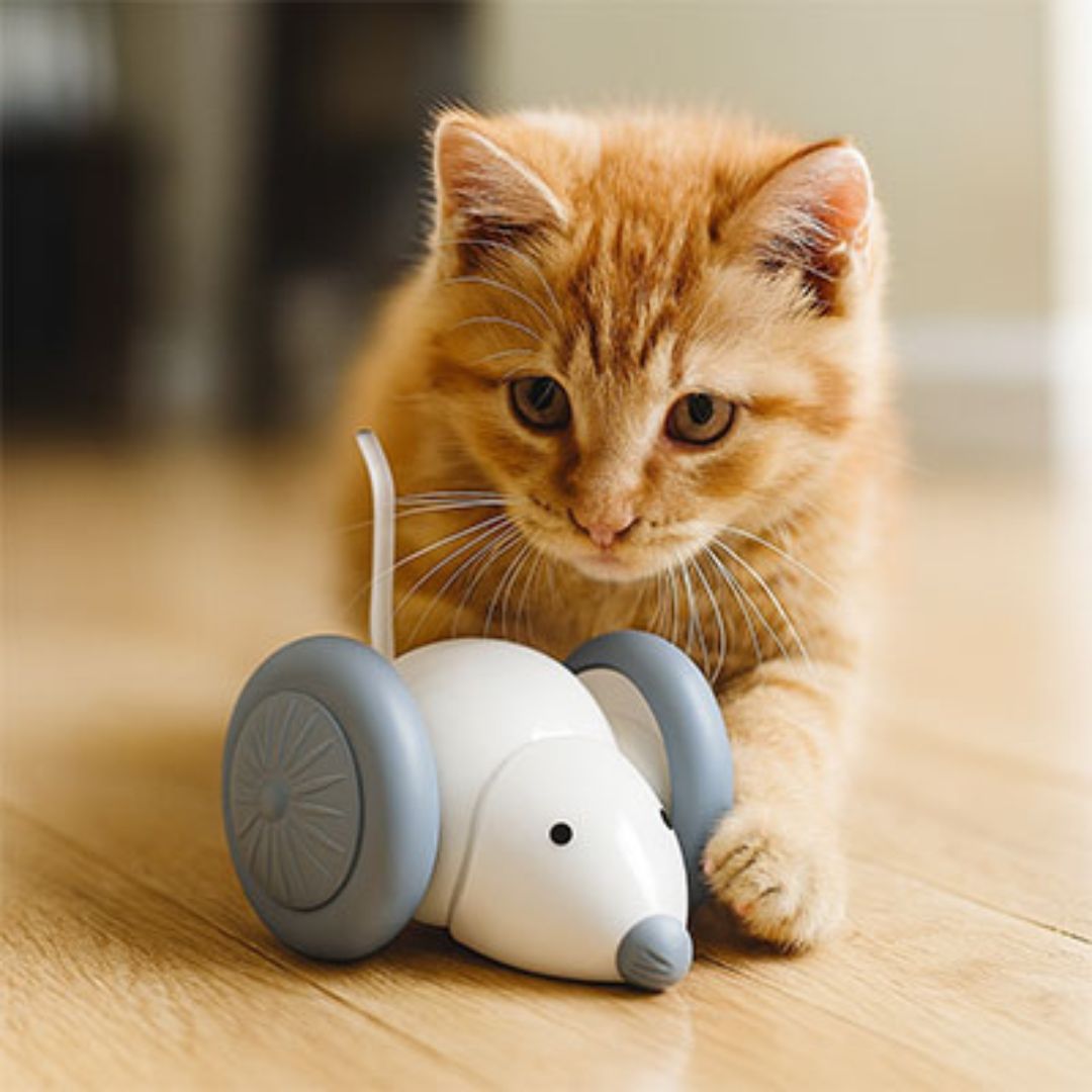 jouet-chat-intearactif-blanche