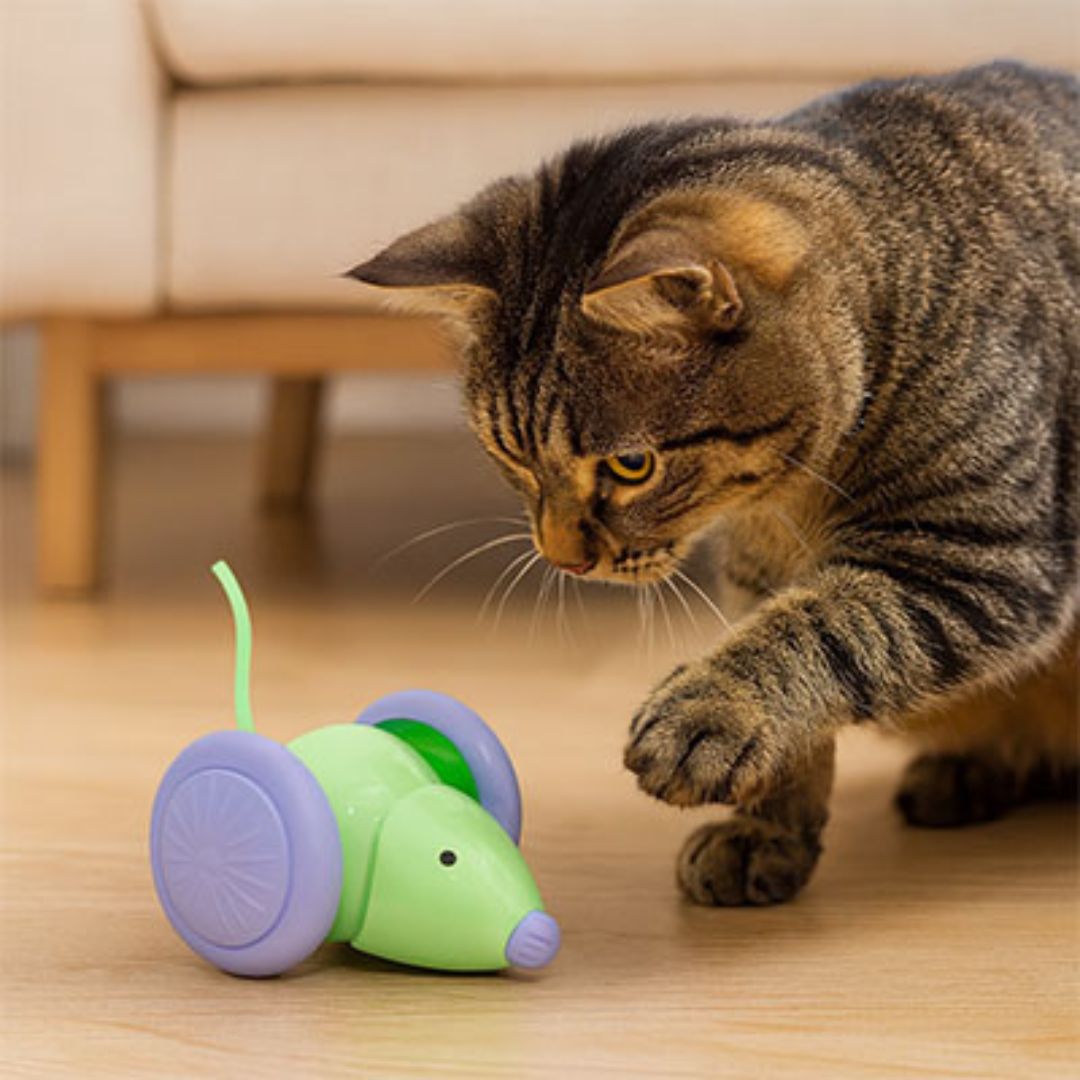 jouet-chat-intearactif-patte