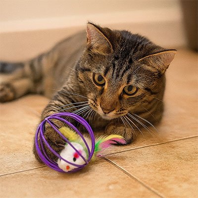 jouet-pour-chat-balle-mauve