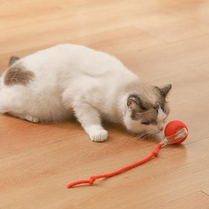 Jouet chat interactif | XtremePaw™