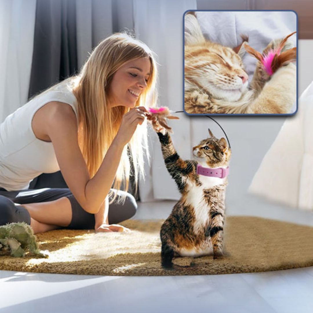 Jouet pour chat | ColiPlume™