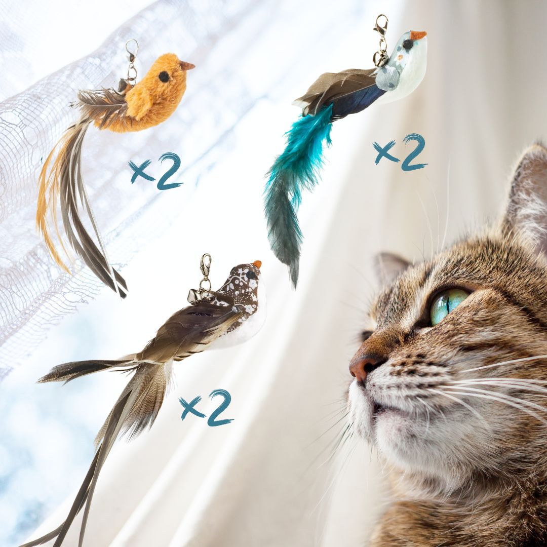 Jouet pour chat | TrappBird™