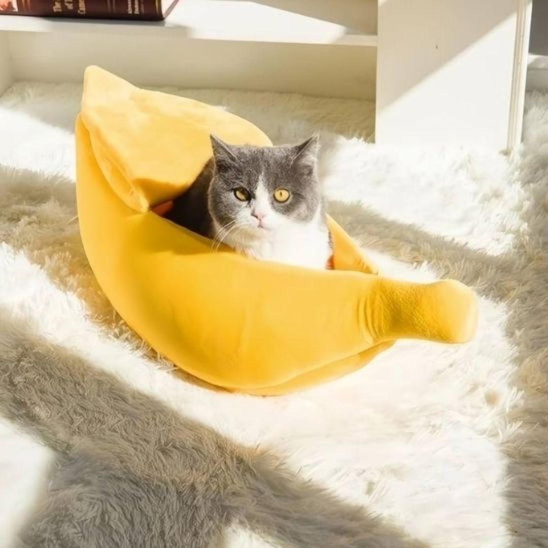 panier-chat-banane