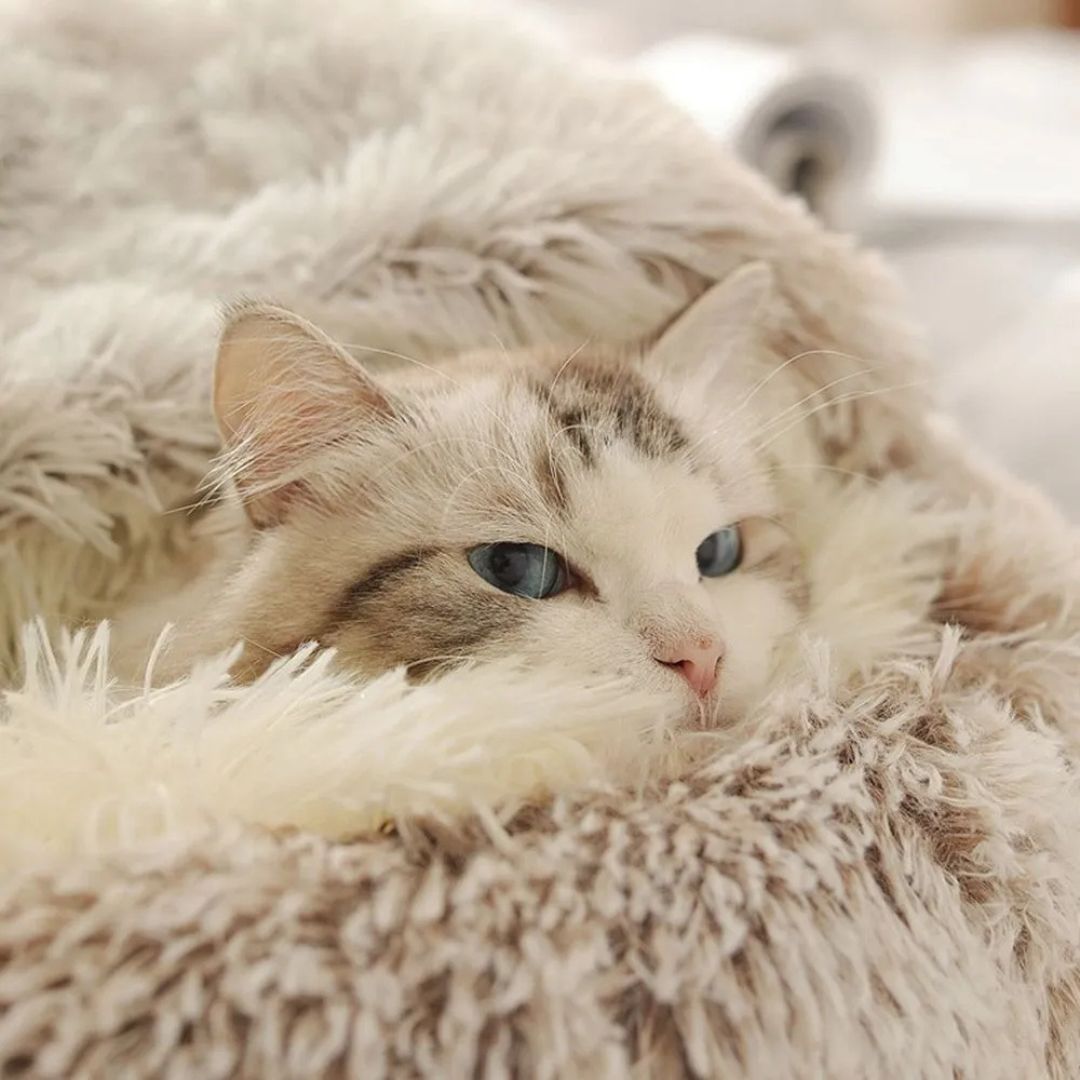 panier-chat-regard